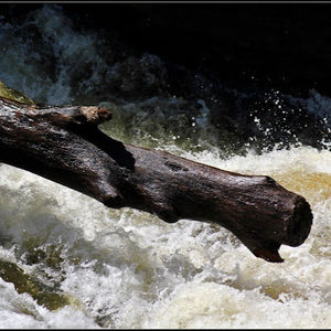 Meet your Posher, Dangrf